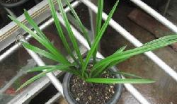 国产草b,绿色生态，引领未来农业发展新潮流