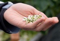 亚洲 国产 熟,国产熟品鉴之旅