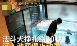 主人调教视频国产,从调教视频看国产崛起之路