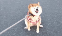 国产女人与狗,女性力量与忠诚犬伴的感人故事