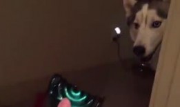 主人调教视频国产,从调教视频看国产崛起之路