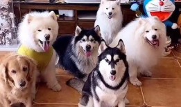 国产女人与狗,女性力量与忠诚犬伴的感人故事