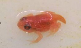 国产蝌蚪,创新科技引领未来生态养殖新篇章