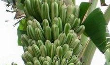 国产成人大香蕉,探索国产成人影视的崛起与魅力